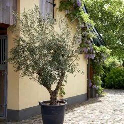 Lecciana Olive Tree -GreenNest Store Lecciana Olive Tree 2