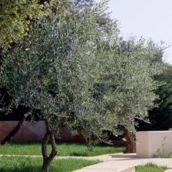 Lecciana Olive Tree -GreenNest Store Lecciana Olive Tree 3