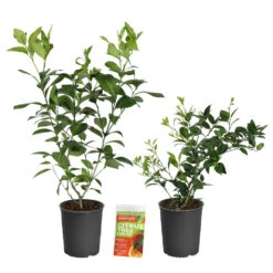 Meyer Lemon + Key Lime Bush Pack -GreenNest Store Lemon and LimeBushes 2