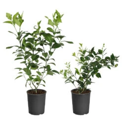 Meyer Lemon + Key Lime Bush Pack -GreenNest Store Lemon and LimeBushes 5ed8c5a7 14fa 4c58 93bb 9b06a0c16cba