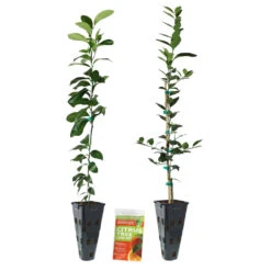 Meyer Lemon + Key Lime Tree Pack -GreenNest Store Lemon and LimeTrees2
