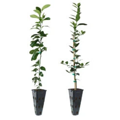 Meyer Lemon + Key Lime Tree Pack -GreenNest Store Lemon and LimeTrees 91ce8611 fcee 4431 8480 d36e7e121b7e