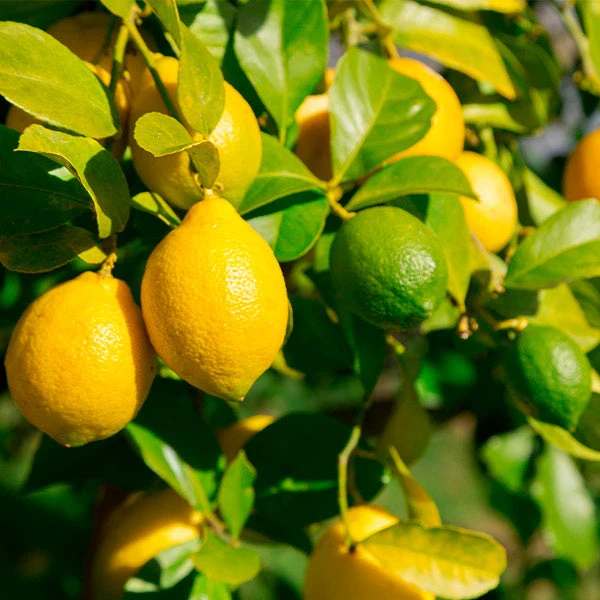 Lemon-Lime Citrus Bush 1 Lemon-Lime Citrus Bush