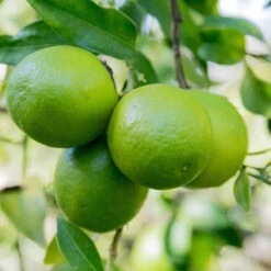 Limequat Citrus Tree -GreenNest Store Limequat 1 FGT