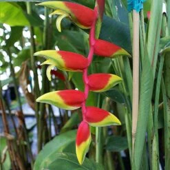 Lobster Claw Plant 7 Lobster Claw Plant -GreenNest Store Lobster Claw 6