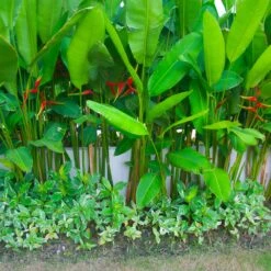 Lobster Claw Plant 9 Lobster Claw Plant -GreenNest Store Lobster Claw 9