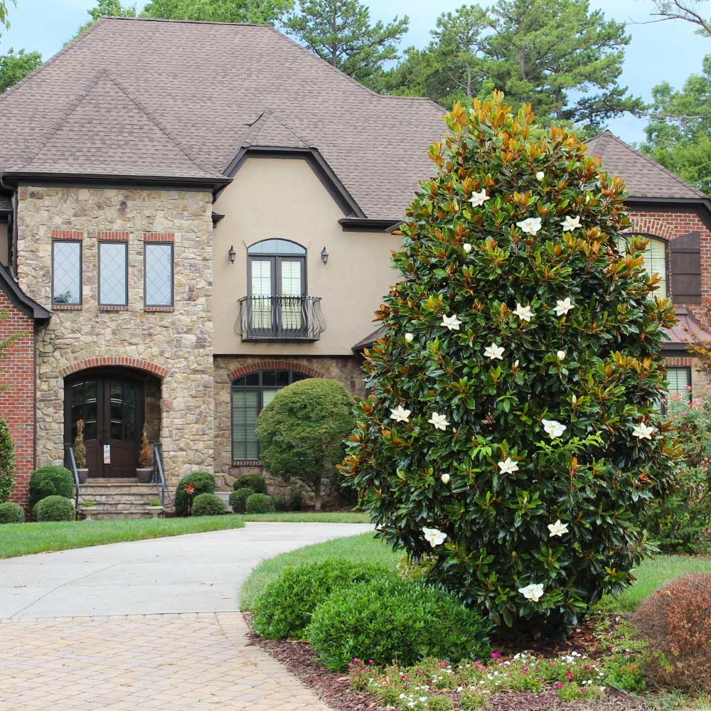 Little Gem Magnolia Tree 2 Little Gem Magnolia Tree - Image 2