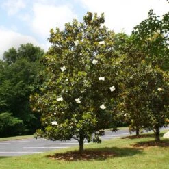 Little Gem Magnolia Tree 7 Little Gem Magnolia Tree -GreenNest Store Lttle Gem Magnolia 4