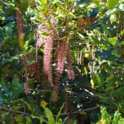 Macadamia Nut Tree -GreenNest Store Macadamia Nut Tree 2