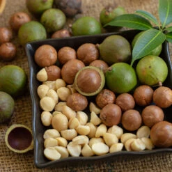 Macadamia Nut Tree -GreenNest Store Macadamia Nut Tree 6 FGT