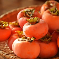 Weeping Persimmon -GreenNest Store Magic Fountain Weeping Persimmon 2