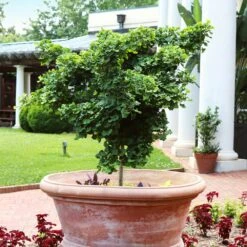 Ginkgo Biloba 'Mariken' Tree -GreenNest Store Mairken Ginkgo 1 FGT