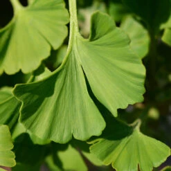 Ginkgo Biloba 'Mariken' Tree -GreenNest Store Mairken Ginkgo 4 FGT
