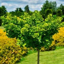 Ginkgo Biloba 'Mariken' Tree -GreenNest Store Mairken Ginkgo 8 FGT