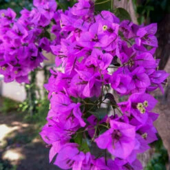 Majestic Purple Bougainvillea -GreenNest Store Majestic Purple Bougainvillea 4 FGT