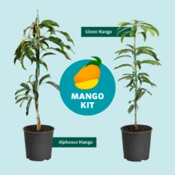 Alphonso Mango -GreenNest Store Mango Kit Graphic dc77f6db ee29 43d2 85de 9f3718171195