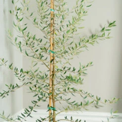 Manzanillo Olive Tree 5 Manzanillo Olive Tree -GreenNest Store Manzanilla Olive Tree 2