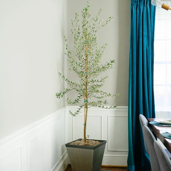 Manzanillo Olive Tree 1 Manzanillo Olive Tree