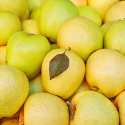 Mutsu (Crispin) Apple Tree -GreenNest Store Matsu Crispin Apple 2 911ff493 b5f3 4735 b48a e3117551cc55