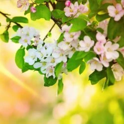 Mutsu (Crispin) Apple Tree -GreenNest Store Matsu Crispin Apple 5 dca4ed85 2ad7 4328 a42e 52262a2a9672