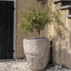 Maurino Olive Tree -GreenNest Store Maurino Olive FGT 2