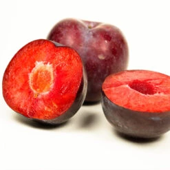 Methley Plum Tree -GreenNest Store Methley Plum 3 6230ed7a 5c4e 4b03 88d0 ad8f75f62363