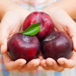 Methley Plum Tree -GreenNest Store Methley Plum 4 4ec34c93 142f 4450 8af1 feb06f93c049