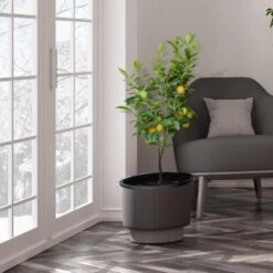 Meyer Lemon Tree - USDA Organic -GreenNest Store Meyer Lemon Tree 3 FGT b7562976 3142 4944 868e f1282fe437b5