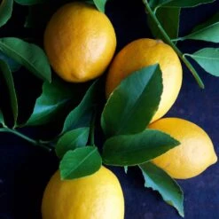 Meyer Lemon Tree - USDA Organic -GreenNest Store Meyer Lemon Tree 4 FGT 86c355b1 1806 432f bbab b2cdc2387094