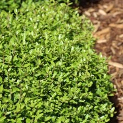 Micron® Holly Shrub -GreenNest Store Micron Holly 4 FGT