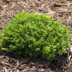 Micron® Holly Shrub -GreenNest Store Micron Holly 8 FGT