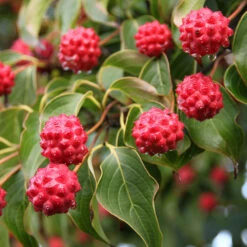 Milky Way Chinese Dogwood Tree 7 Milky Way Chinese Dogwood Tree -GreenNest Store Milky Way Select 1