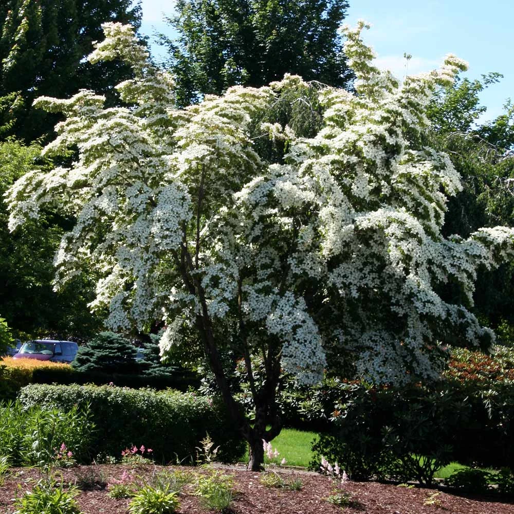 Milky Way Chinese Dogwood Tree 2 Milky Way Chinese Dogwood Tree - Image 2