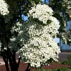Milky Way Chinese Dogwood Tree 8 Milky Way Chinese Dogwood Tree -GreenNest Store Milky Way Select 3