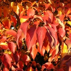 Milky Way Chinese Dogwood Tree 9 Milky Way Chinese Dogwood Tree -GreenNest Store Milky Way Select 4