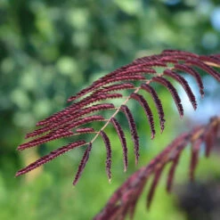Chocolate Fountain™ Weeping Mimosa -GreenNest Store Mimosa Chocolate Weeping 2
