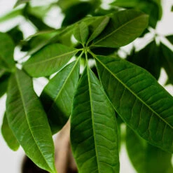 Money Tree In White Pot -GreenNest Store Money Tree Green Circle LIV Pottery Pot 3