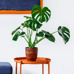 Monstera Deliciosa And Fiddle Leaf Fig Combo -GreenNest Store Monstera delisiosa 1 BB