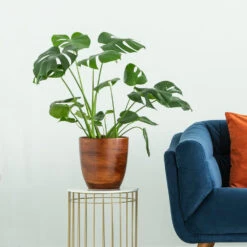 Boho House Plant Kit -GreenNest Store Monstera delisiosa 3 FGT 704a637b b40b 4518 a8eb f83a103d90ba