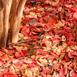 Muskogee Crape Myrtle Tree -GreenNest Store Muskogee Crape Myrtle 6