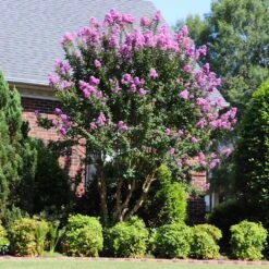 Muskogee Crape Myrtle Tree -GreenNest Store Muskogee Crape Myrtle 7 FGT