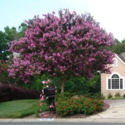 Muskogee Crape Myrtle Tree -GreenNest Store Muskogee Crape Myrtle single trunk