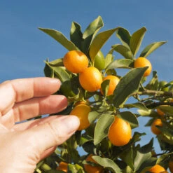 Nagami Kumquat Tree -GreenNest Store Nagami Kumquat 1 FGT 53154ba8 d115 4c13 bdd7 2e152c12e263