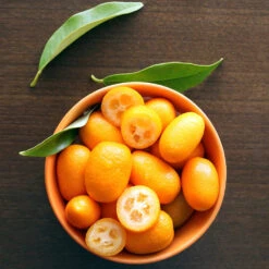Nagami Kumquat Tree -GreenNest Store Nagami Kumquat 5 FGT