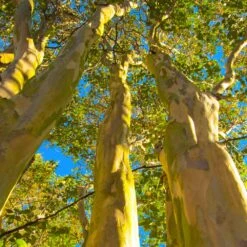 Natchez Crape Myrtle Tree -GreenNest Store Natchez Crape Myrtle