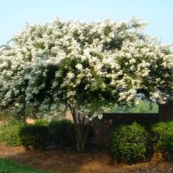 Natchez Crape Myrtle Tree -GreenNest Store Natchez Crape Myrtle 1 FGT