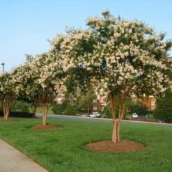 Natchez Crape Myrtle Tree -GreenNest Store Natchez Crape Myrtle 8 FGT