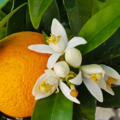 Navel Orange Tree -GreenNest Store Navel Orange 4