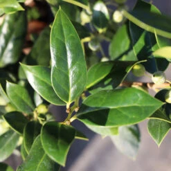 Needlepoint Holly -GreenNest Store Needlepoint Holly 3