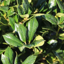 Needlepoint Holly -GreenNest Store Needlepoint Holly 4